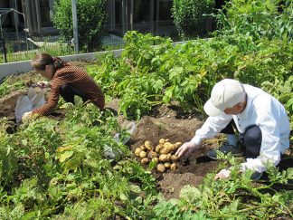 南知多町デイサービスセンター・サテライト「ジャガイモの収穫」