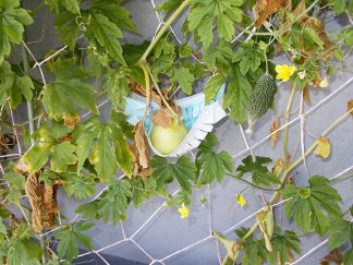 みなみ宛「ベランダの花壇」