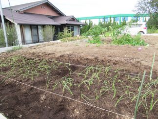 南知多町デイサービスセンターサテライト「玉ねぎ植えました」